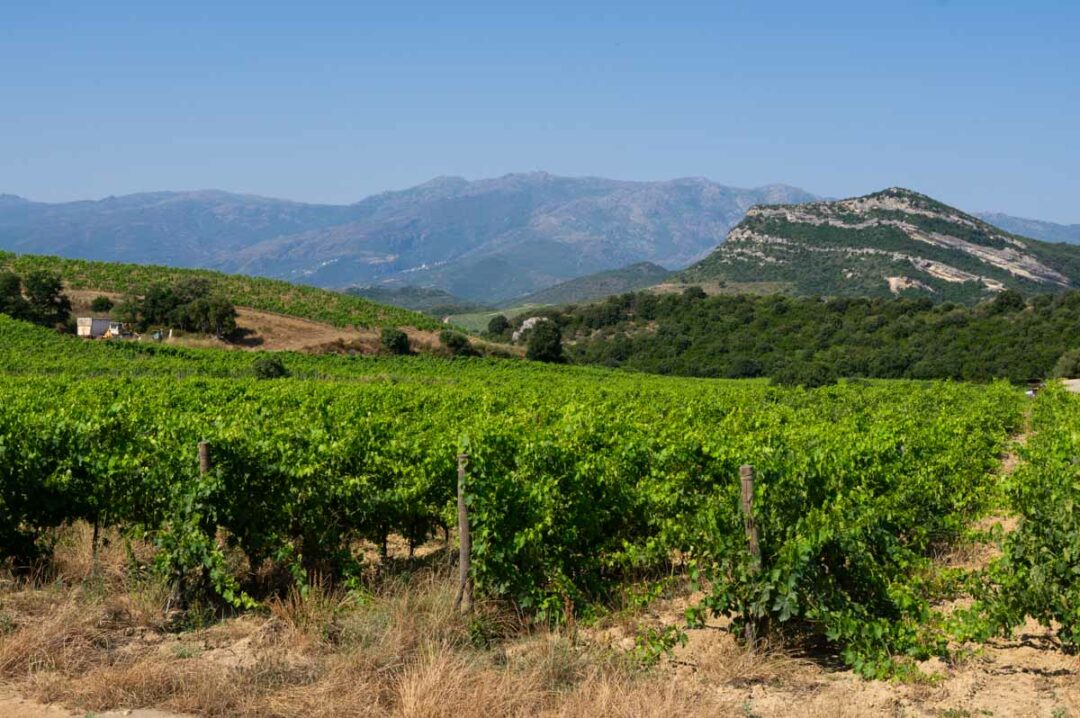 les vignobles de Patrimonio