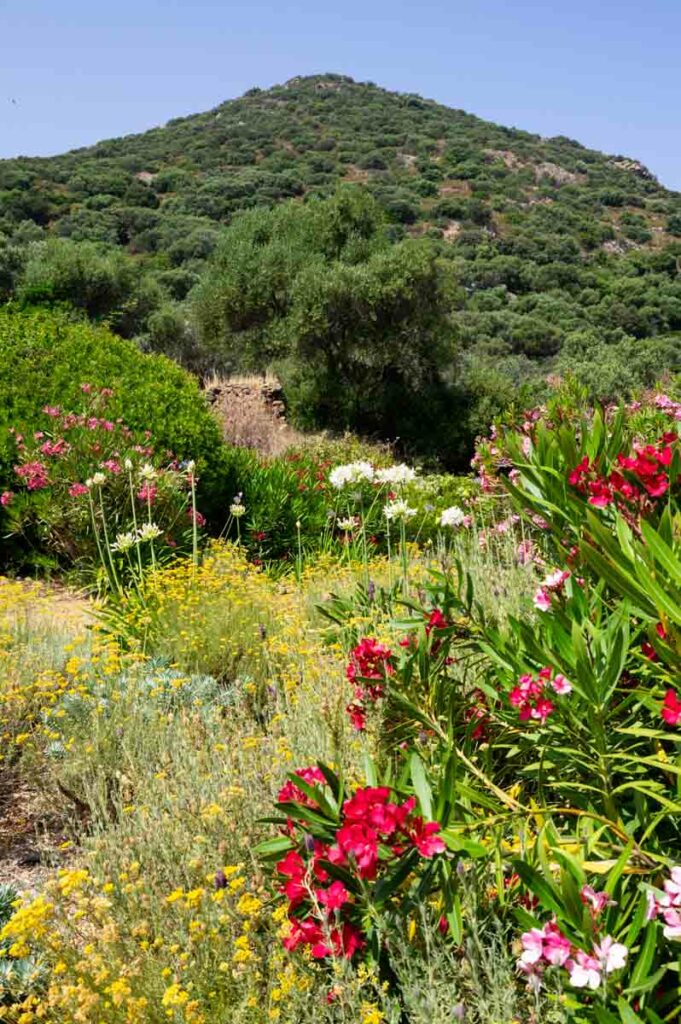 Visiter le Parc de Saleccia en Corse