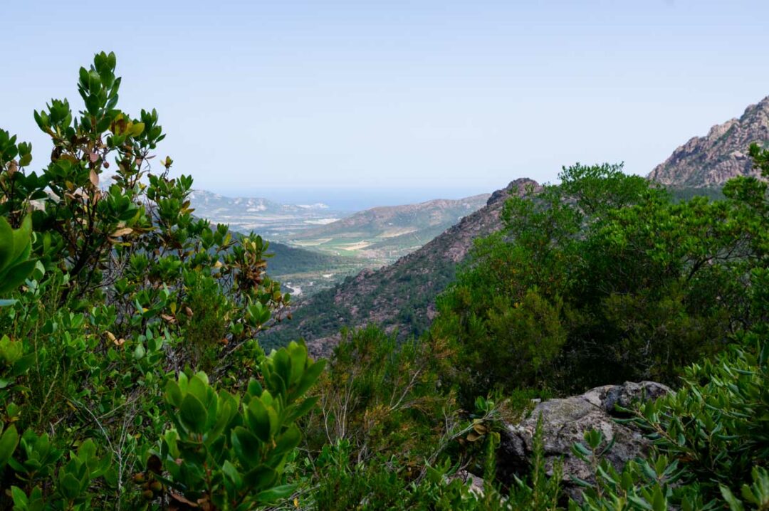 randonnée dans la foret de Bonifatu en Balagne