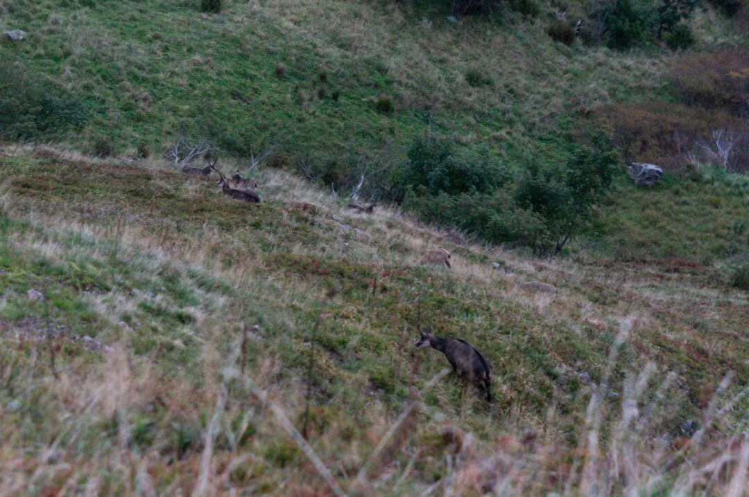 Observation des Chamois dans le massif des Hautes Vosges