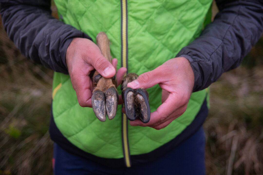 Observation des Chamois avec Rando Maxcimes