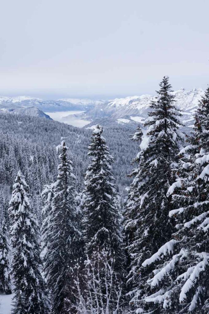 la foret des saisies en hiver