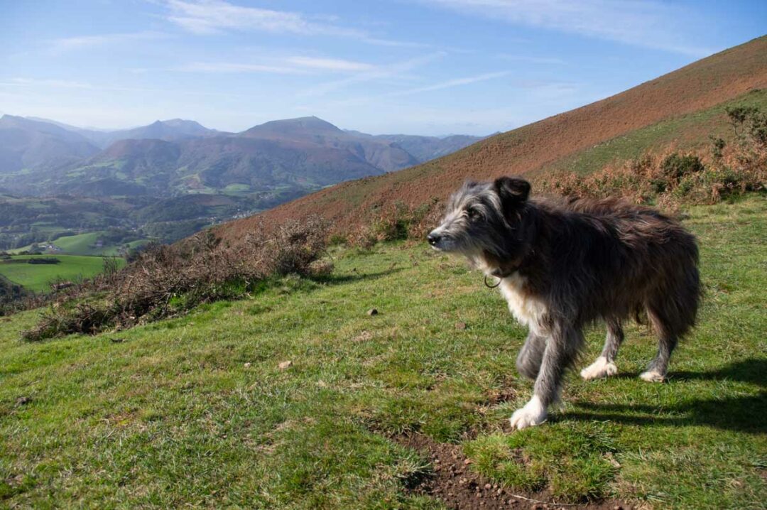 Un chien de ferme qui nous a accompagné le long de la randonnée du Mont Ursuya