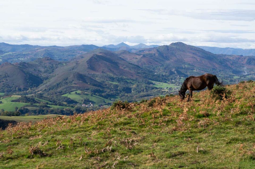 pottok sur le Mont Erebi au Pays-Basque