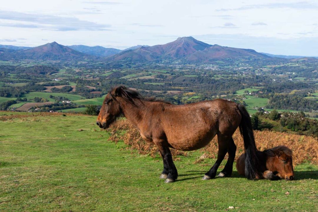 les pottoks, petits chevaux sauvages du pays-basque