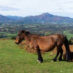 les pottoks, petits chevaux sauvages du pays-basque