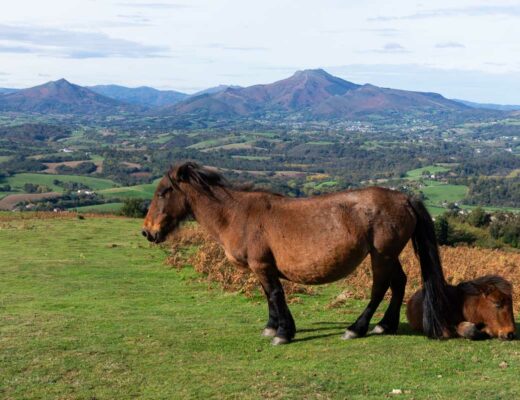 les pottoks, petits chevaux sauvages du pays-basque